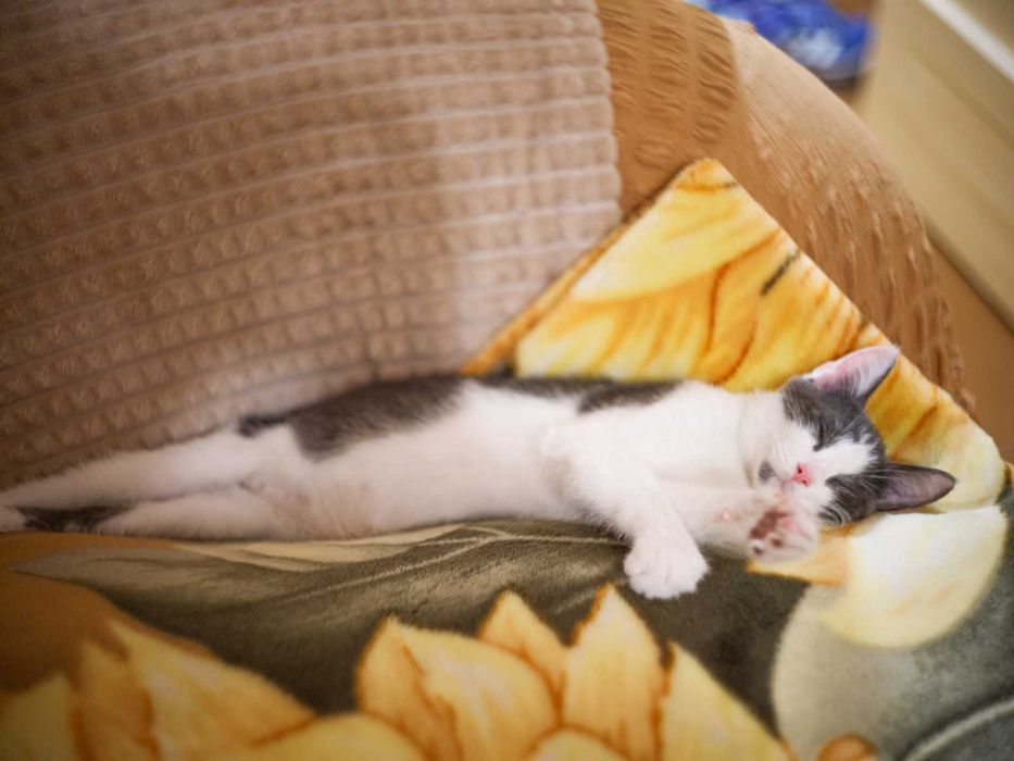 Котёнок Бруно, мальчик 4 месяца