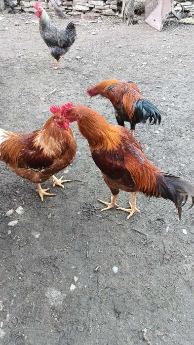 Неми Патици ( юрдечки), бели. Петли -различни породи.