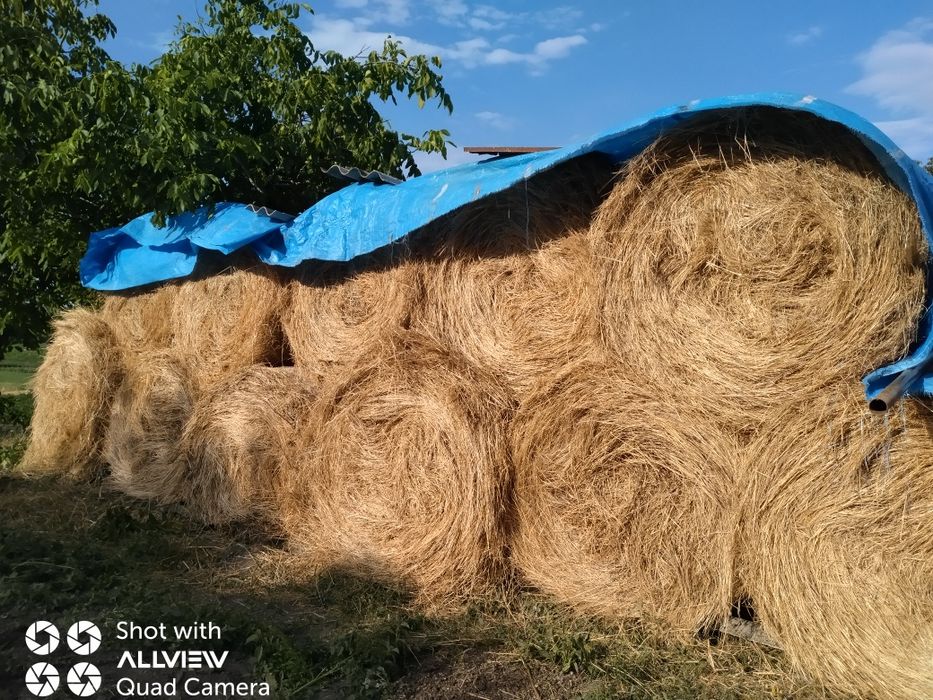 Vând baloți rotunzi și pătrați