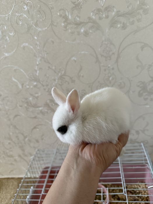 Декоративный куйончалар сотилади