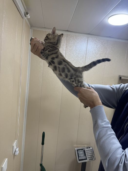 Toza qonli bengal mushuk