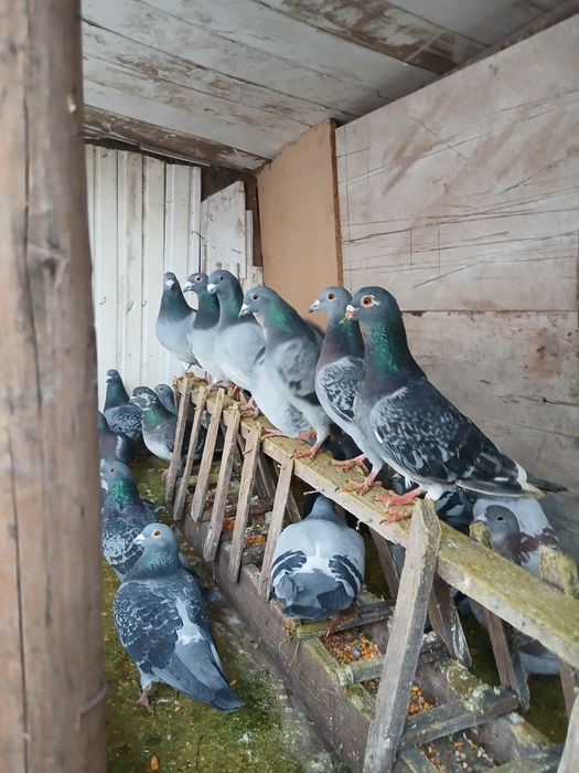 Vând sau schimb porumbei