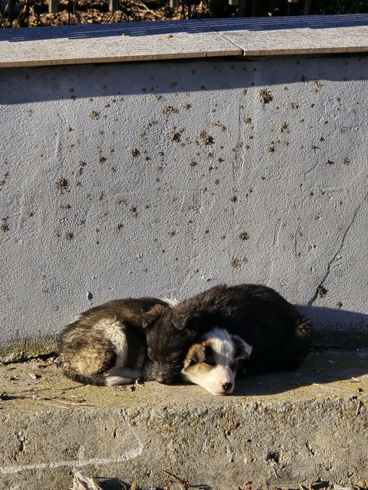 Spre adopție 2 cățeluși drăgălași
