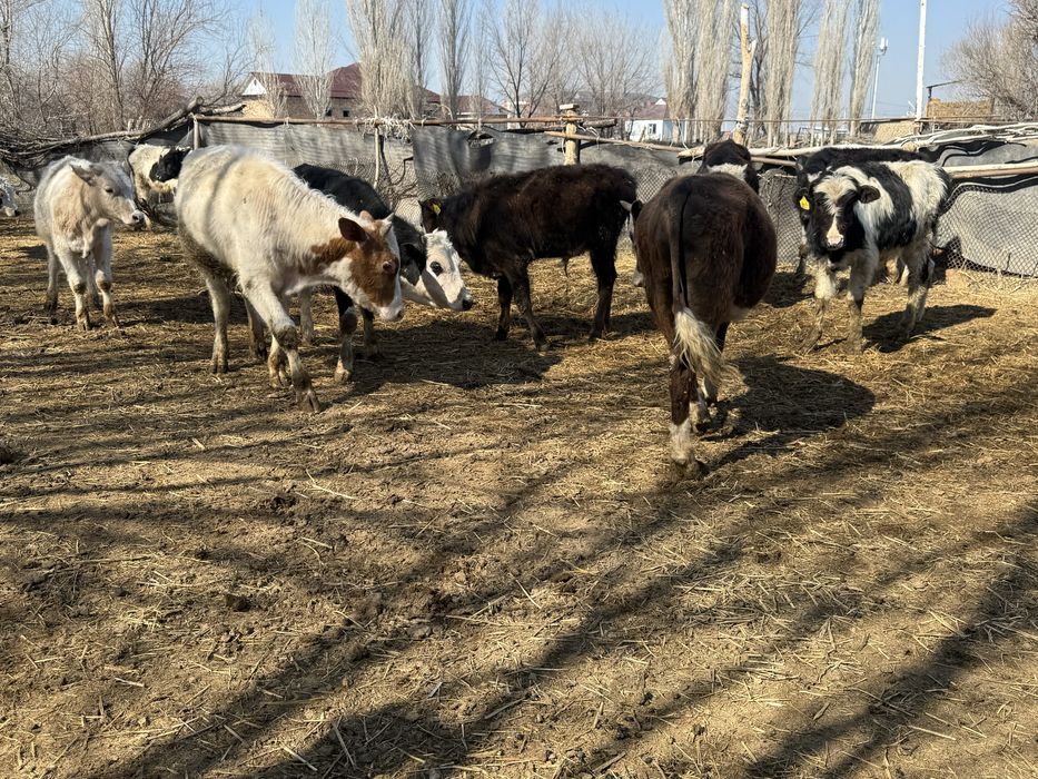 Бычок бұқа подсос бык