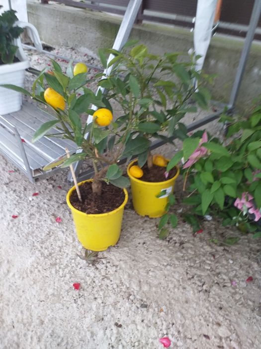 Vand lamai altoit la ghiveci și smochini la ghiveci altoiti