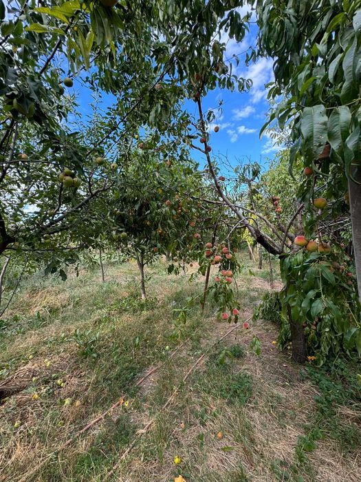 Продава се Къща в с. Стража, Област Търговище - 135 кв.м за 491 €/кв.м - Снимка #12