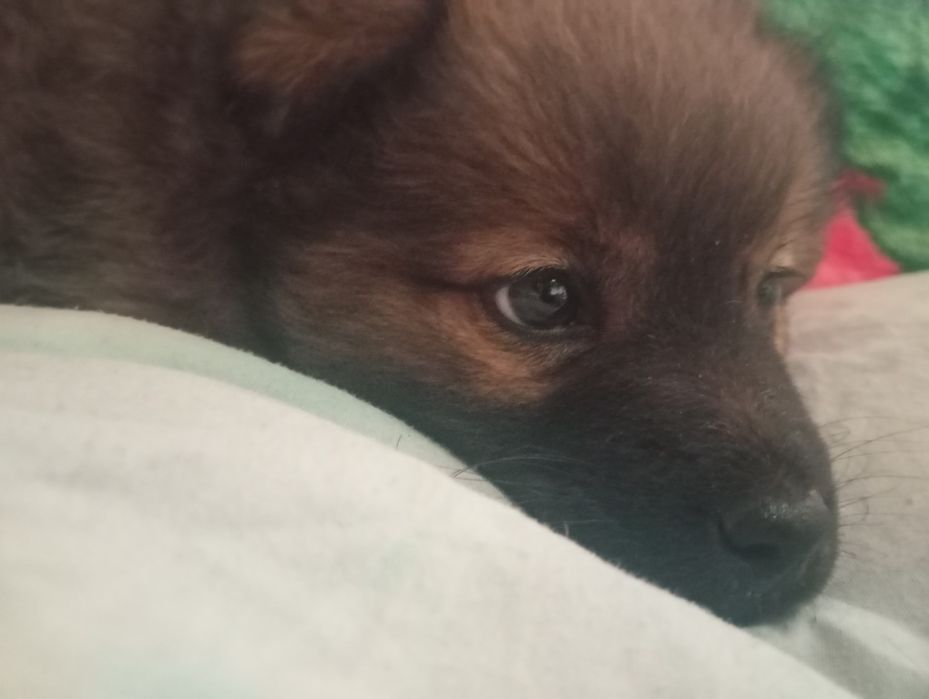 Месячный щенок девочка