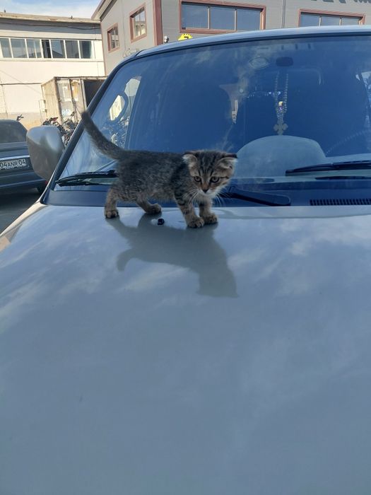 Отдам в хорошие руки