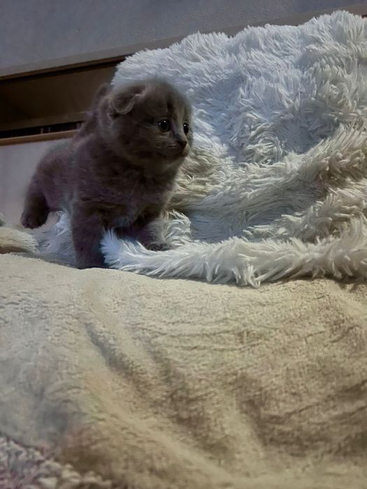 Шотландский вислоухий малыш