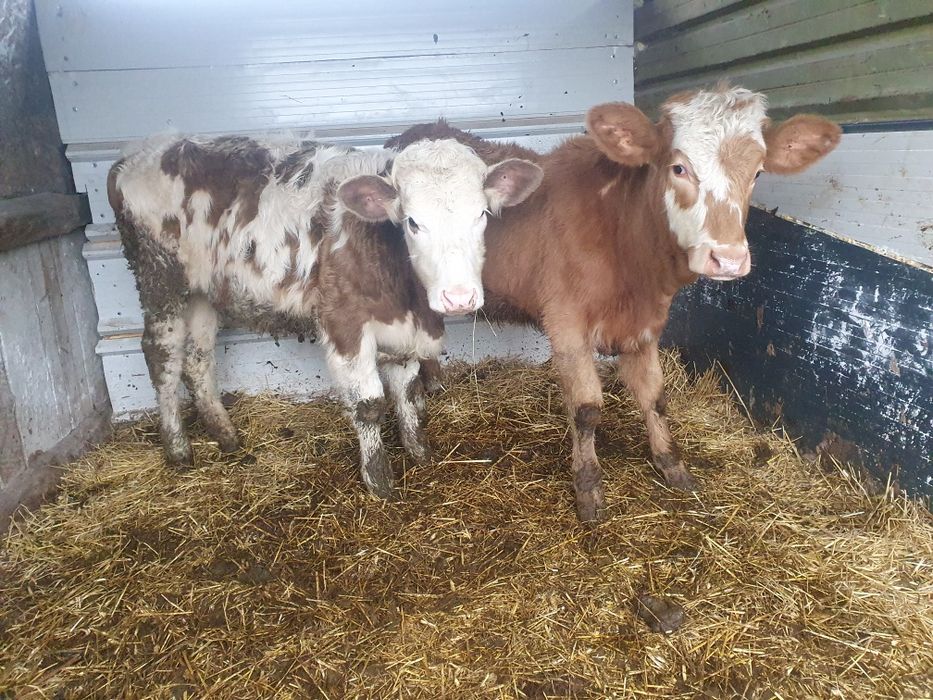 Vand 2 vitele de 8 luni