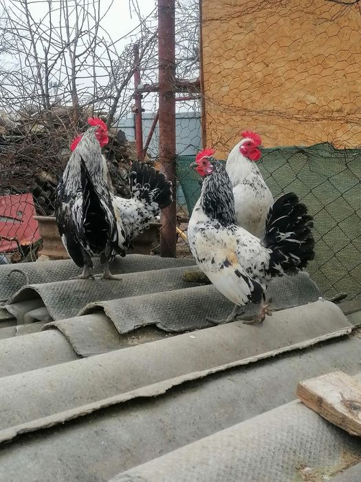 Vând 4 cocoșei pitici!