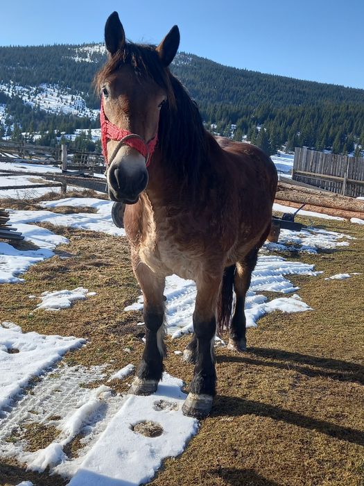 Vând  mânz  învățat