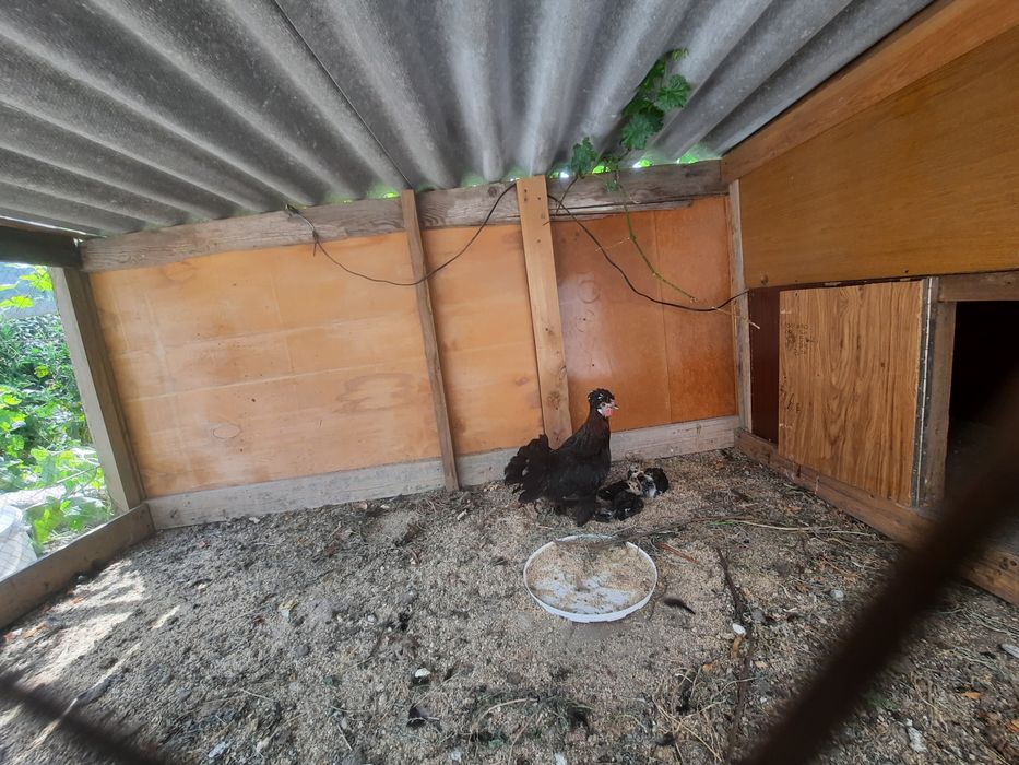 Цыплята и куры голуби