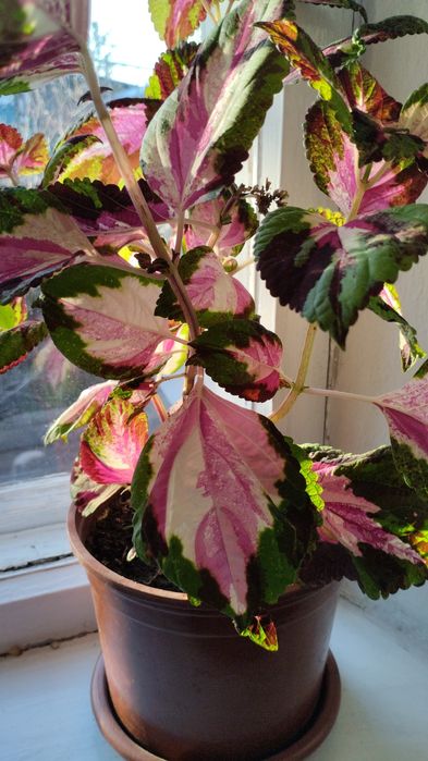 Продам цветы и алоэ