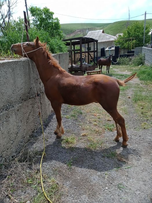 2 жасар тай. . . . .