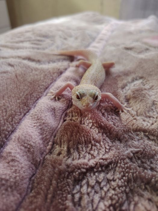 Ручные эублефары — просты в уходе