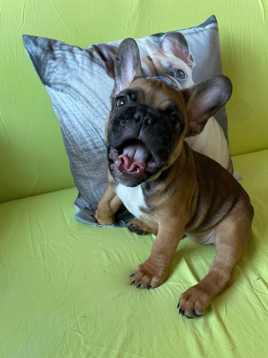 Френски   булдог