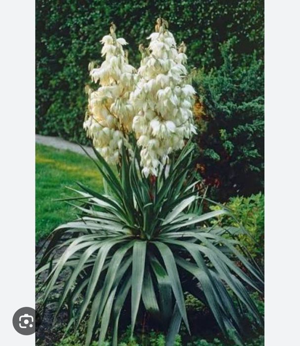 Продается Юкка садовая