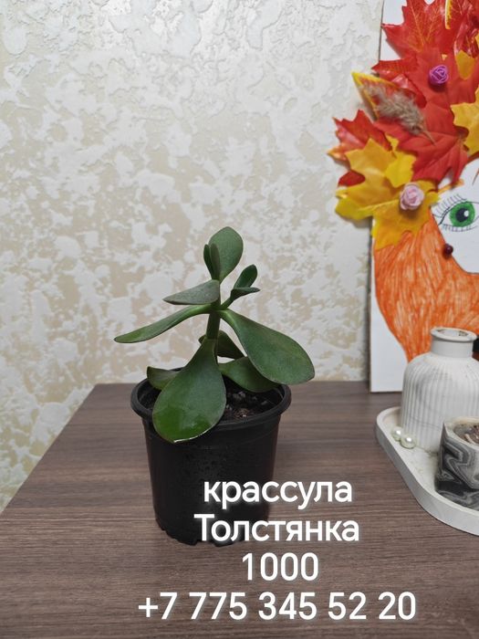 Продаются разные комнатные цветы