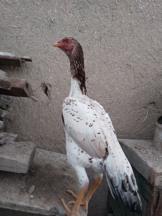 2 ta hamtana yirik uzun yahshi toza zot joja tovula