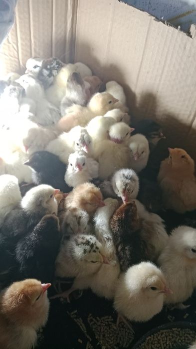 Цыплята несушки разных пород