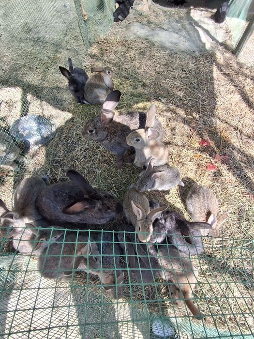 Куйонлар сотилади 200 мингдан