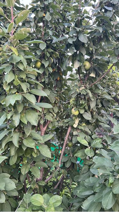 Продам дачу, 8 соток. 2 дачная.