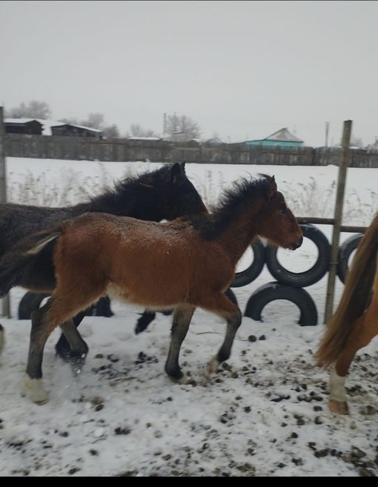 Жеребчики 2025 г