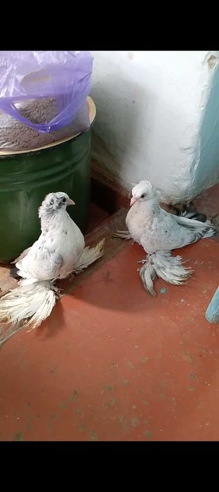 Продам молодых голубей