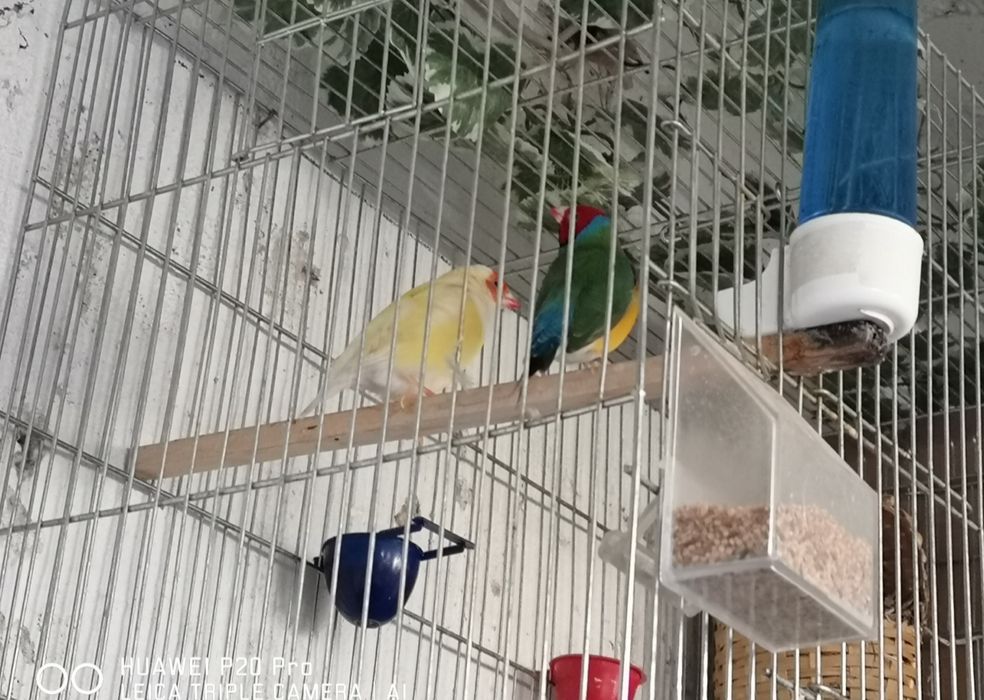 Гулдови Амадинки