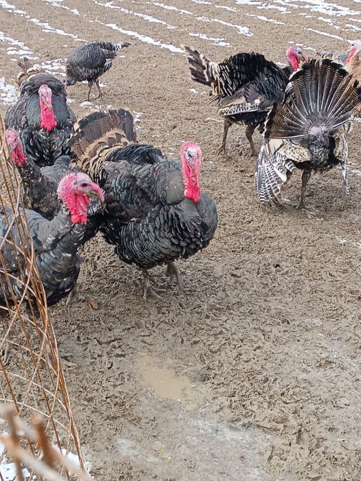 Гибрид қораздар сатылады