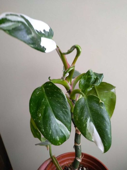 Филодендрон Белый Рыцарь -для дома и офиса