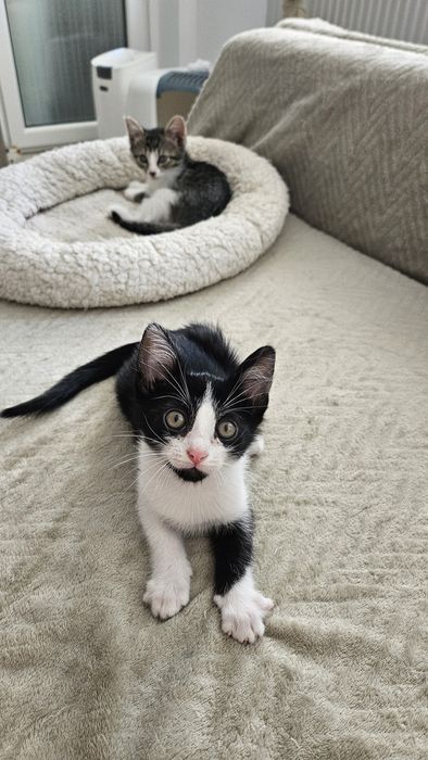 Pui pisica adoptie