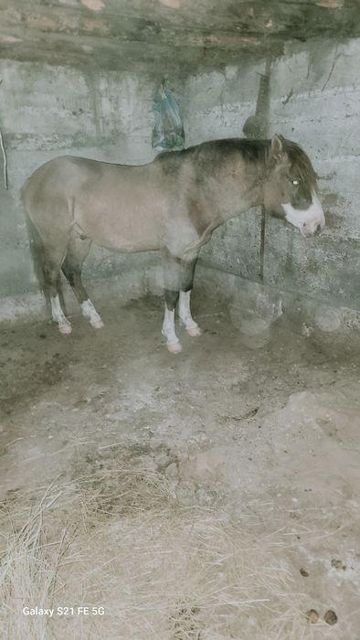 Айғыр сатылады үйір ұстайтын