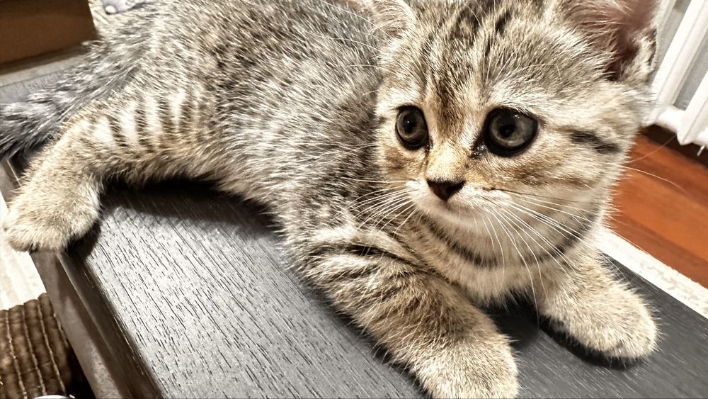 Продам британскую кошечку