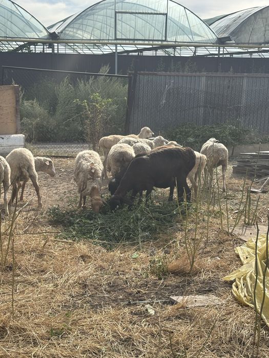 Продам баран меринос и казахские породы.