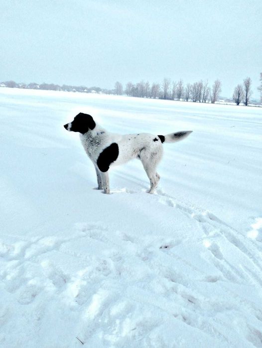 Собака в добрые руки