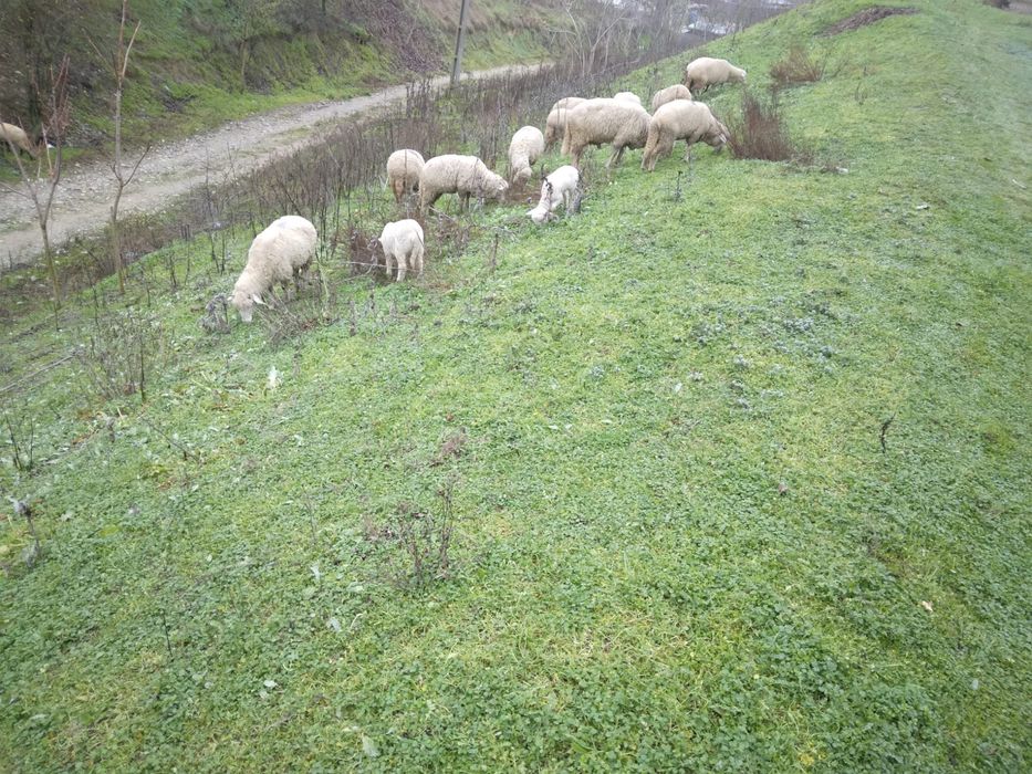 Ovine de vanzare