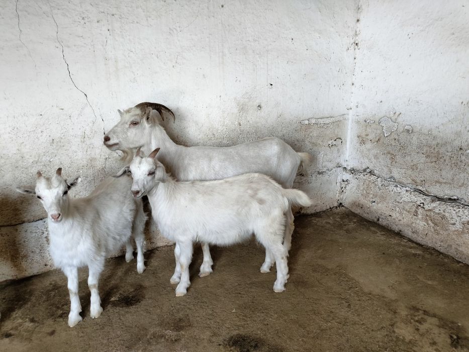 Ешкі гарантиясы мен