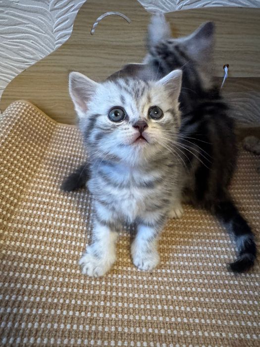 Котята Британцы 1,5 месячные