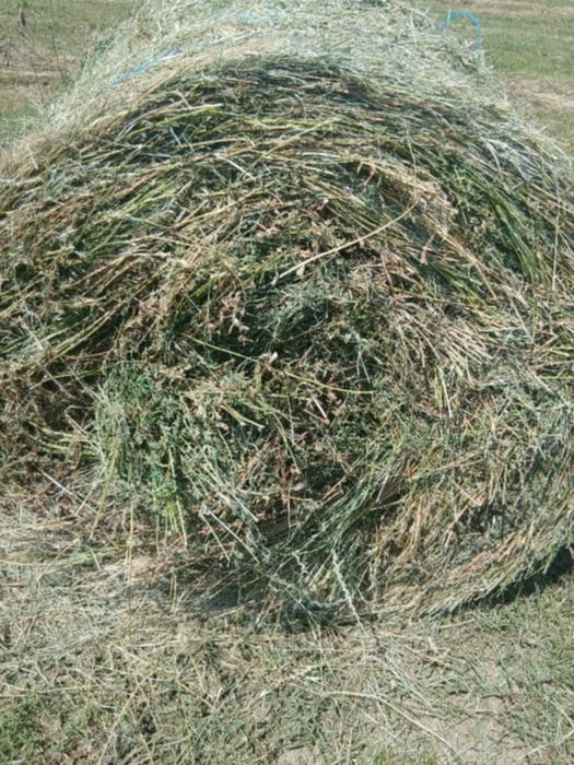 Baloți de trifoi