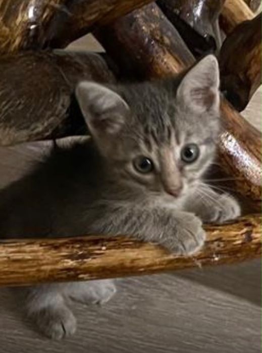 Малыши котята ищут новых хозяев