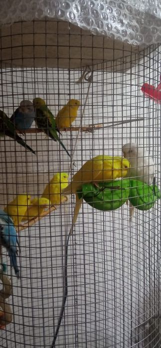 Продам попугаев.