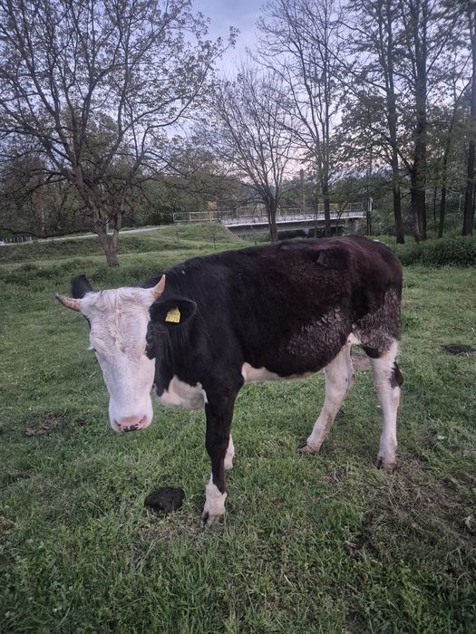 Vând junincă holstein 1 an și 4 luni