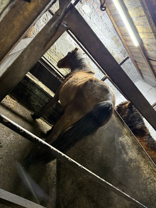 Байтал две головы