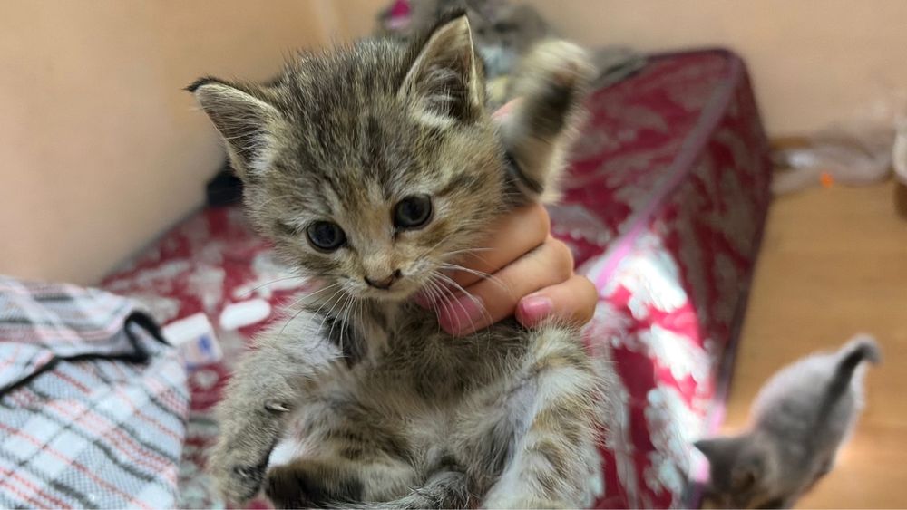 Котята (возраст 1 месяц)