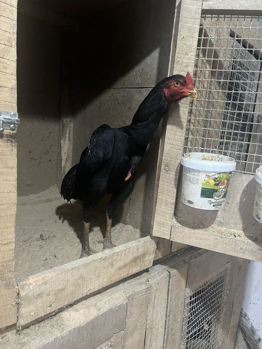 Дакан хороших кровей