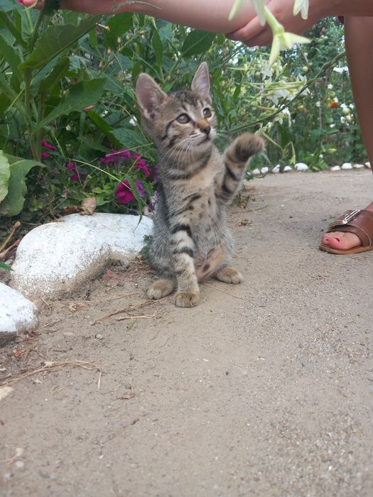 Pisoi spre adopție
