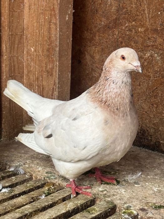 Mascul texan        .