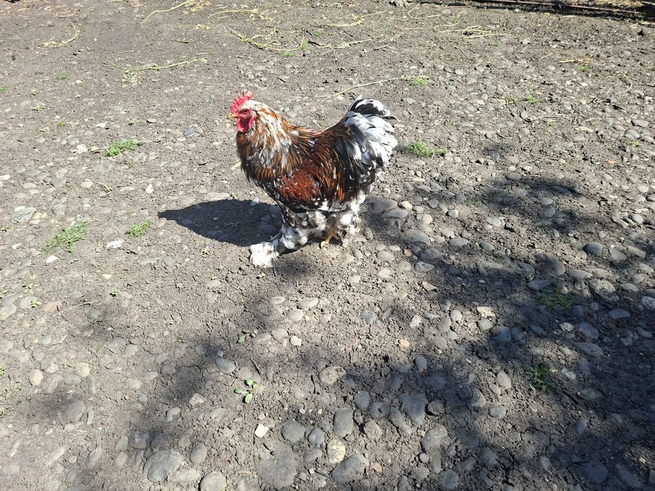 Cocoși brahma porțelan de vanzare
